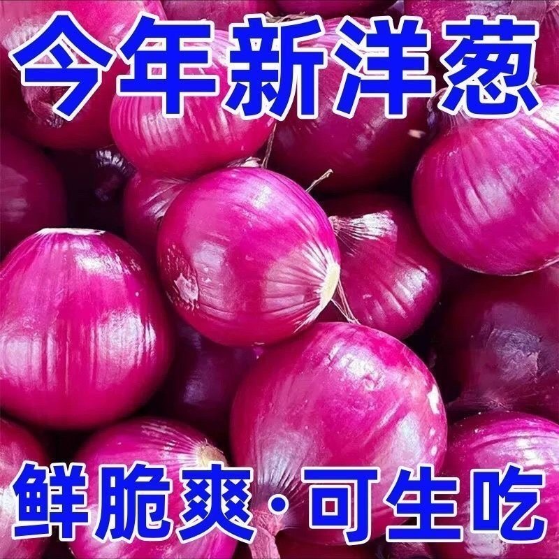 洋葱基地/紫皮洋葱/甘肃洋葱种植基地/现货
