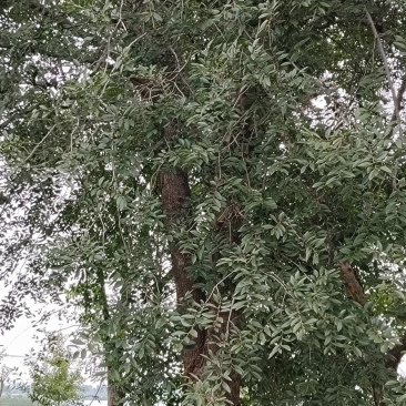 13棵榆树金钱榆