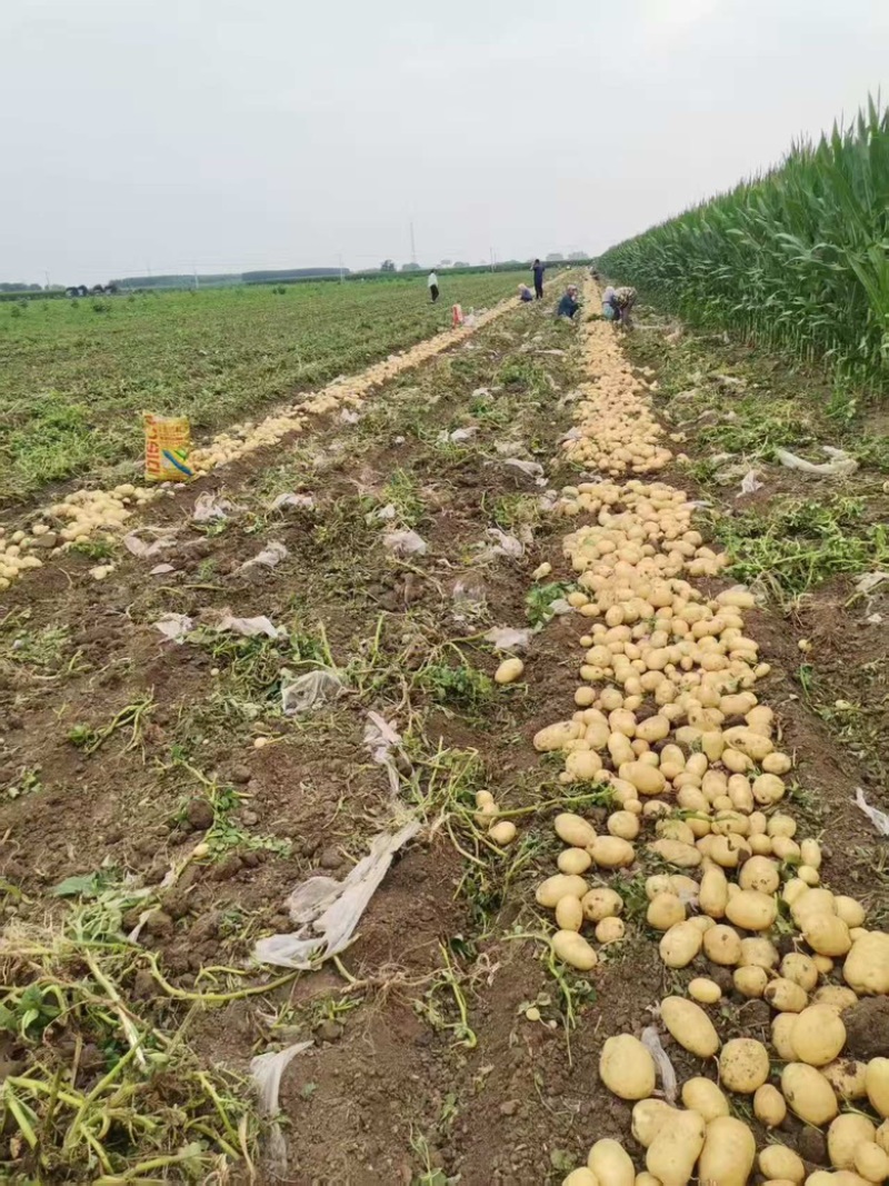河南许昌精品沃土黄心黄皮土豆