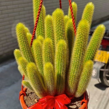 群生黄金条仙人柱有量批发