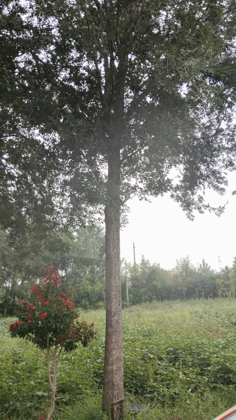 13棵榆树金钱榆