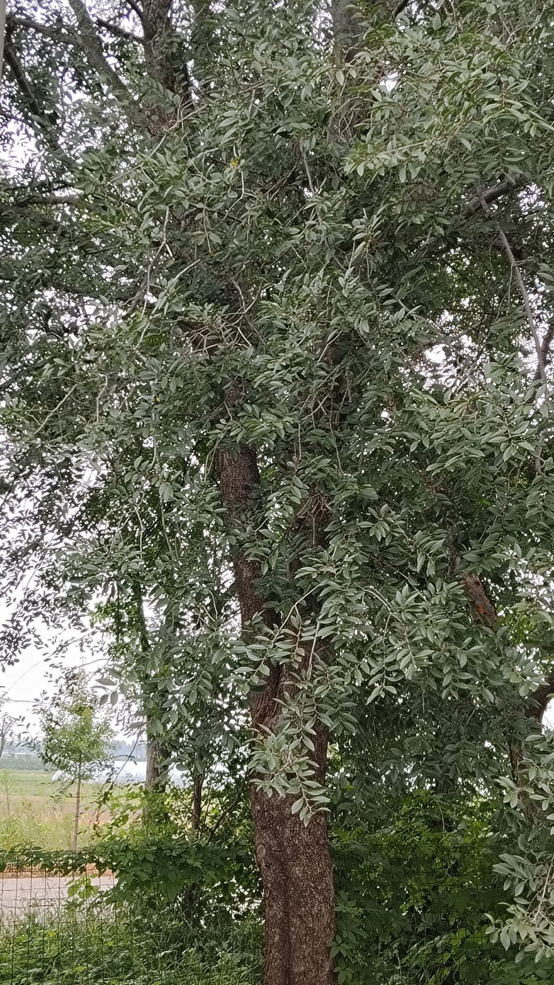 13棵榆树金钱榆
