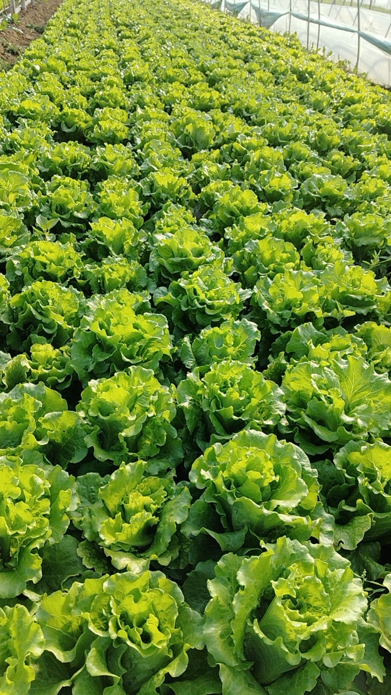 大利生菜河南西华生菜大量上市，代收代发一条龙服务