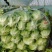 大利生菜河南西华生菜大量上市，代收代发一条龙服务