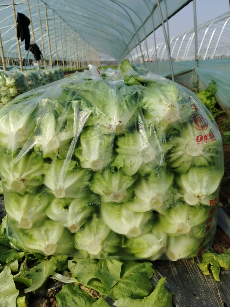大利生菜河南西华生菜大量上市，代收代发一条龙服务