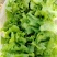 大利生菜河南西华生菜大量上市，代收代发一条龙服务