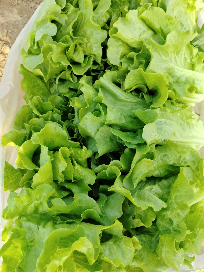 大利生菜河南西华生菜大量上市，代收代发一条龙服务