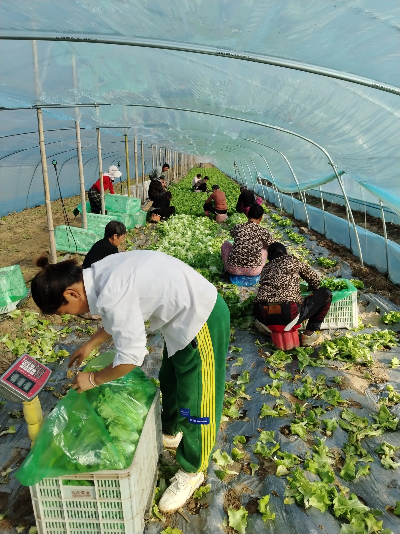 大利生菜河南西华生菜大量上市，代收代发一条龙服务