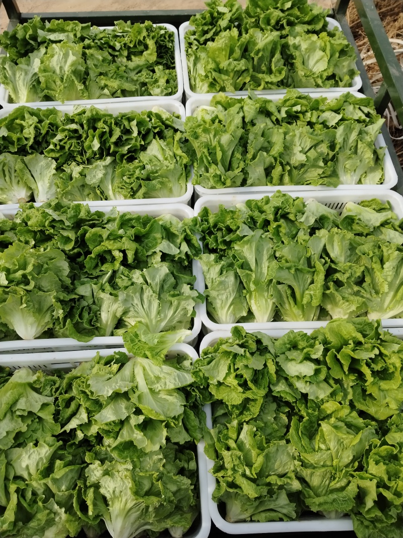 大利生菜河南西华生菜大量上市，代收代发一条龙服务