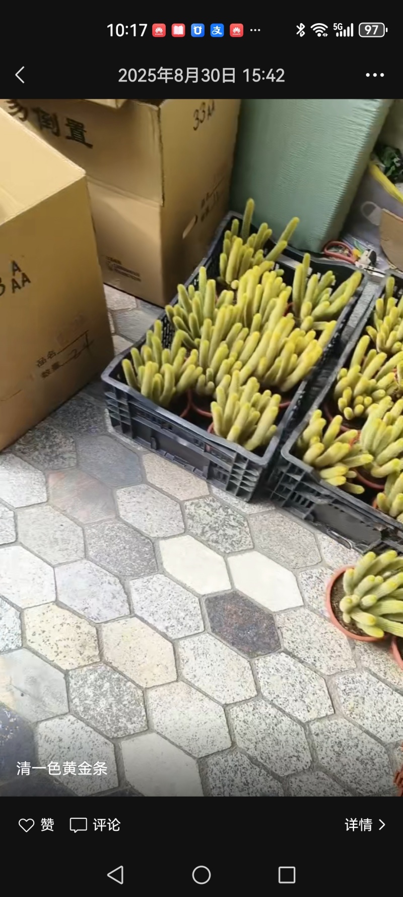 群生黄金条仙人柱有量批发