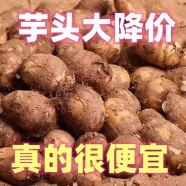 《荔浦芋头》槟榔芋/牛奶芋头/品种齐全/欢迎来电合作