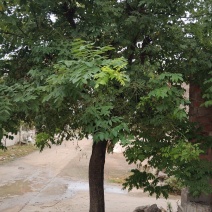 大槐树