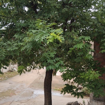 大槐树