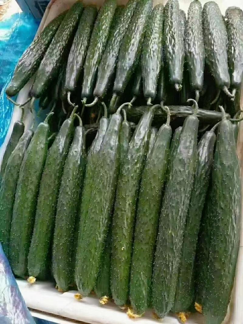 山东密刺黄瓜