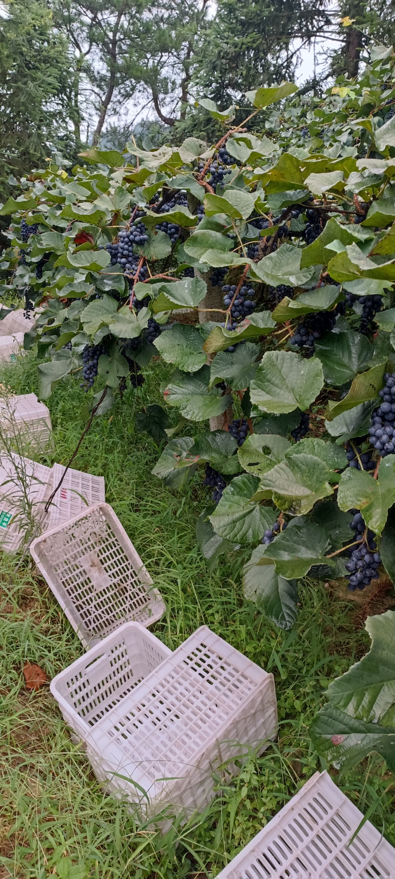 高山二号葡萄