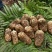小草坝天麻