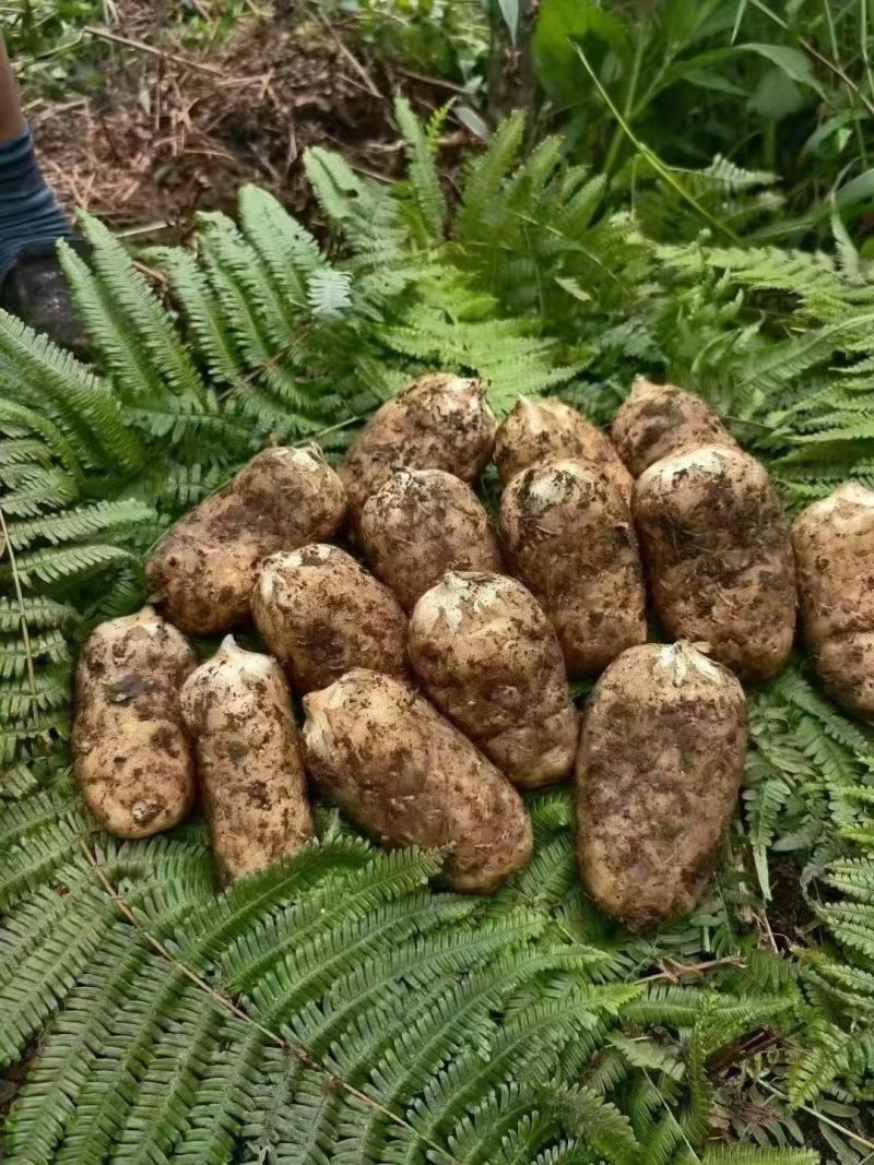 小草坝天麻