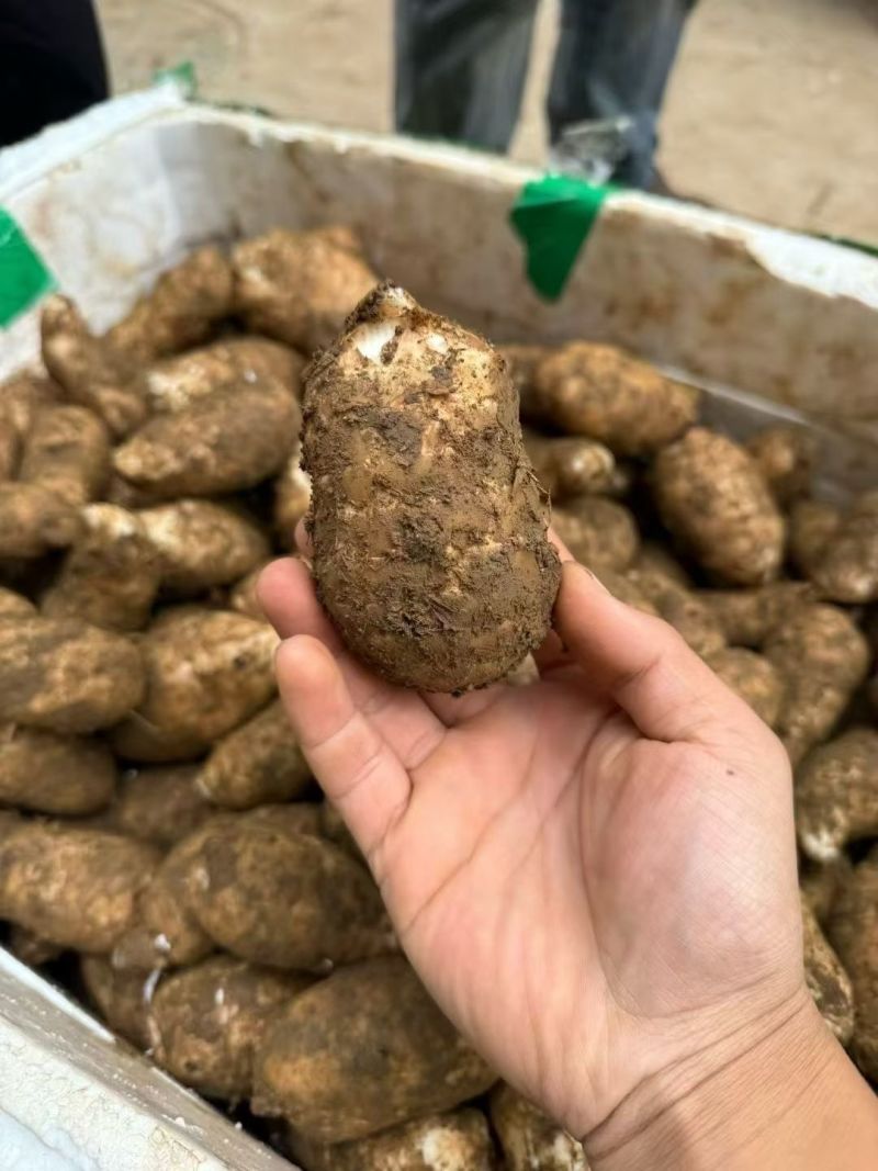 小草坝天麻