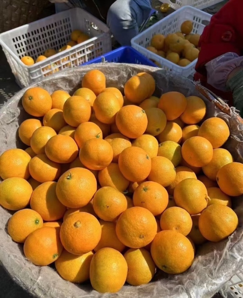 精品货源爱媛橙视频看货发货全国协助找车