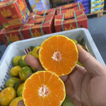 【老板力荐】爱媛果冻橙价格合理规格齐全发货全国