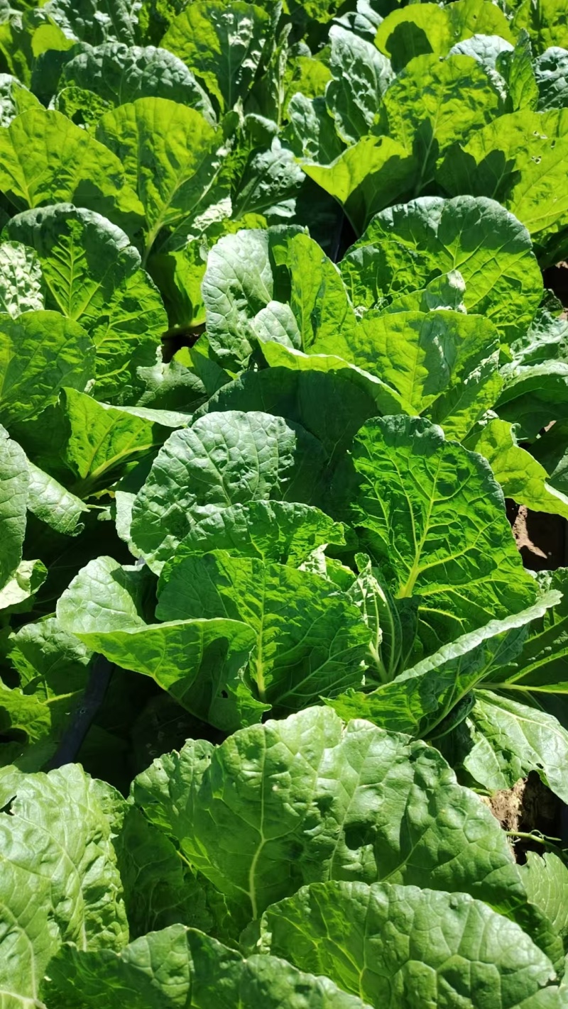 大白菜黄心