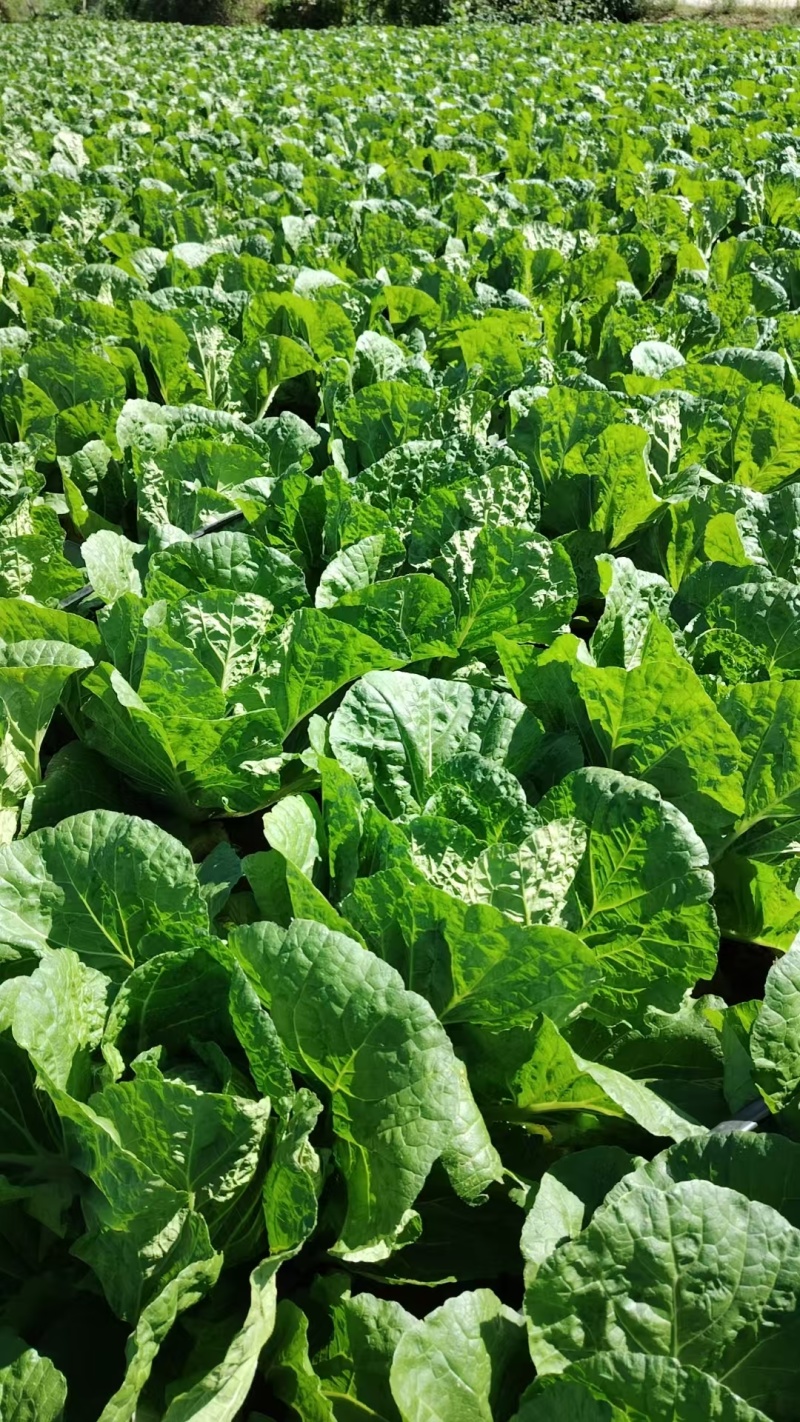 大白菜黄心