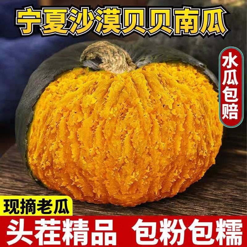 《贝贝南瓜》宁夏南瓜/产地货源/价格便宜/欢迎来电合作