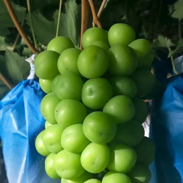 阳光玫瑰