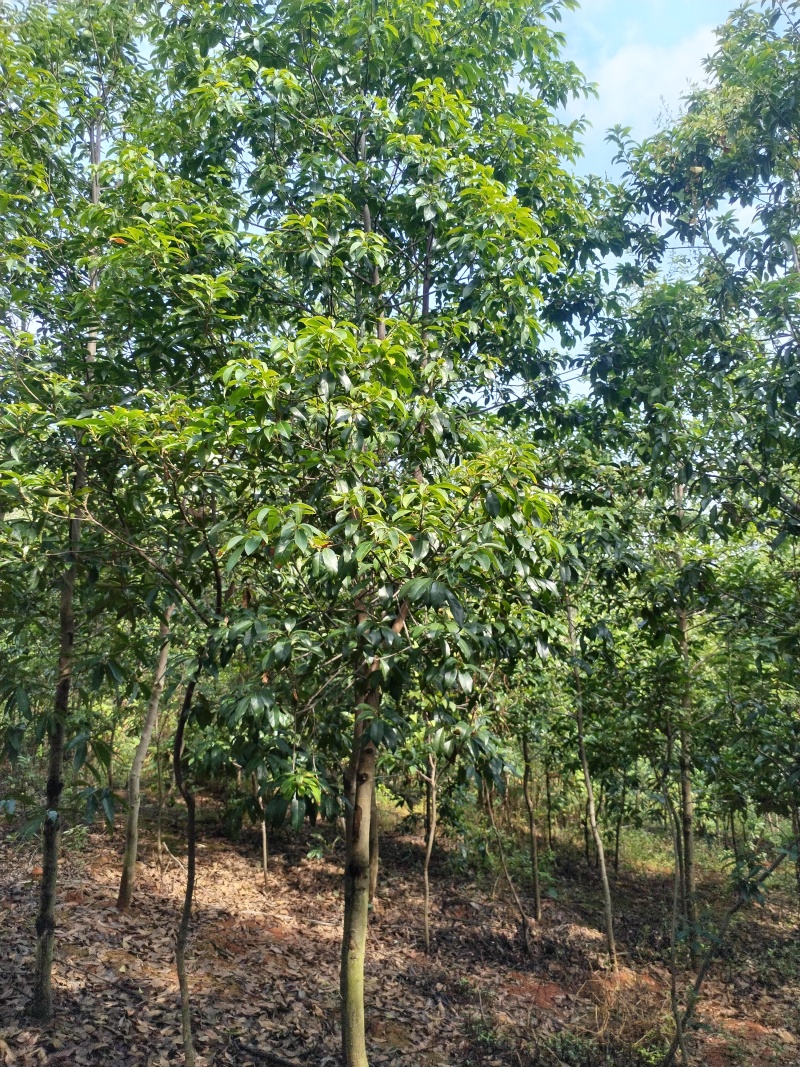 木荷
