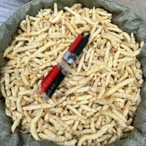 云南地蚕草石蚕白虫草地蚕虫草参中药材白冬虫草泽兰根土虫草