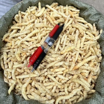 云南地蚕草石蚕白虫草地蚕虫草参中药材白冬虫草泽兰根土虫草
