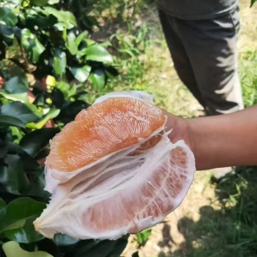 红心蜜柚黄金蜜柚
