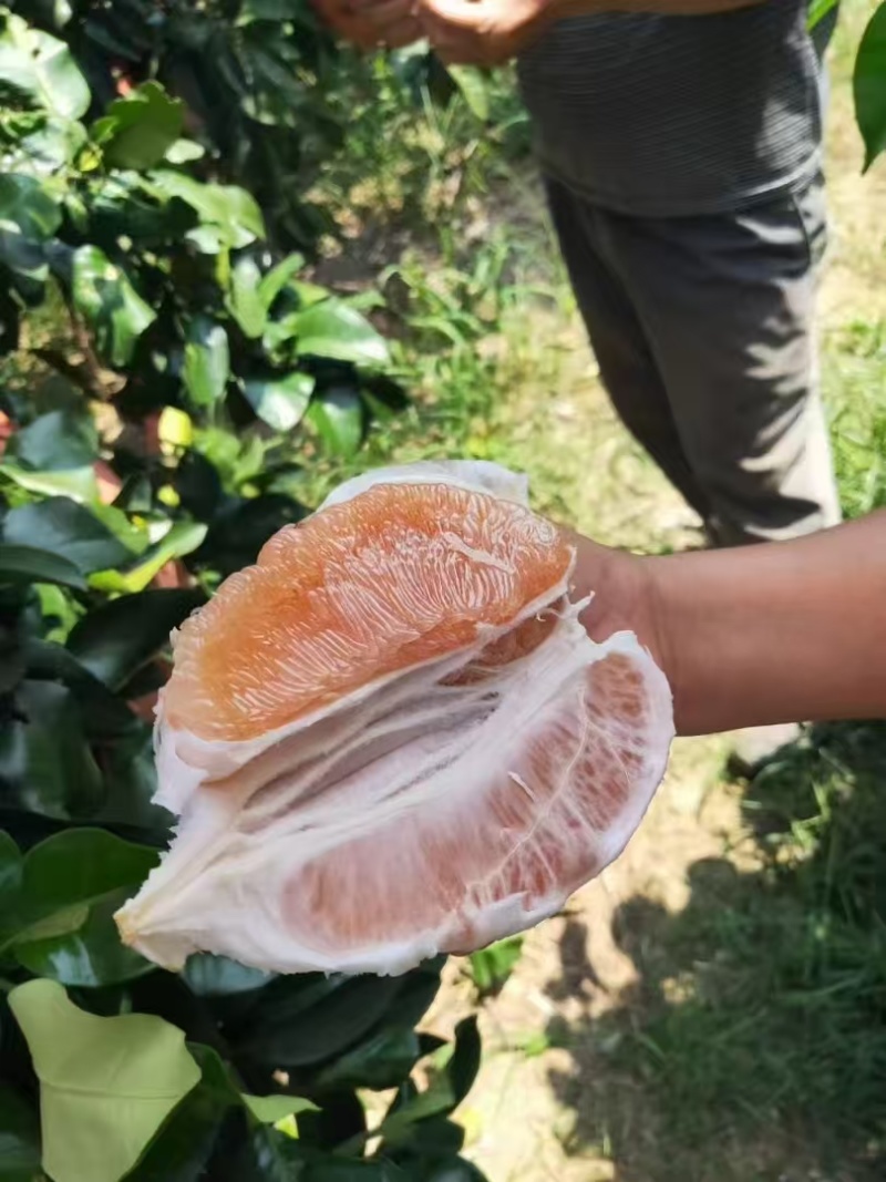 红心蜜柚黄金蜜柚