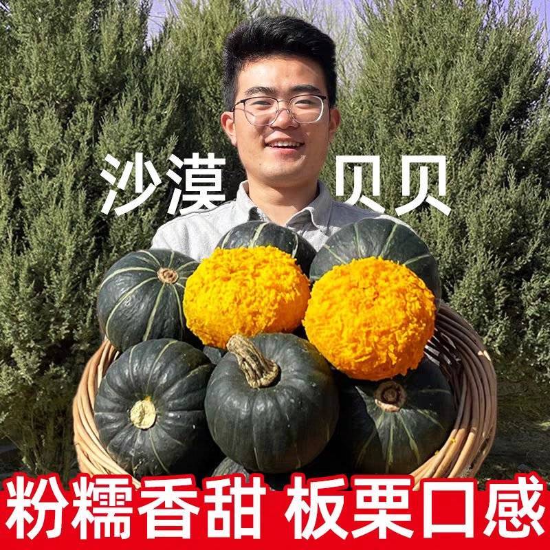 牛商推荐《贝贝南瓜》宁夏南瓜/产地货源//欢迎来电合作
