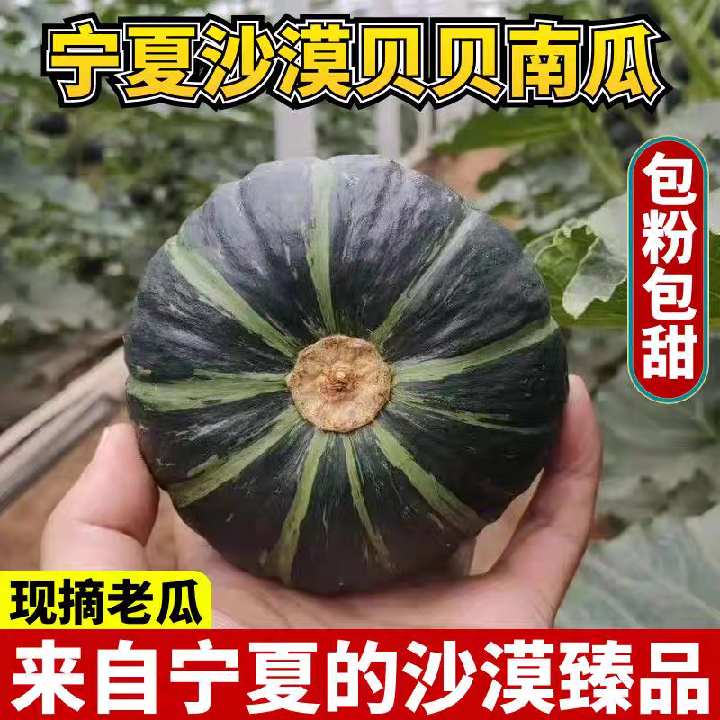牛商推荐《贝贝南瓜》宁夏南瓜/产地货源//欢迎来电合作