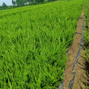 苗圃大量出售高40-50厘米龙柏