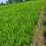 苗圃大量出售高40-50厘米龙柏