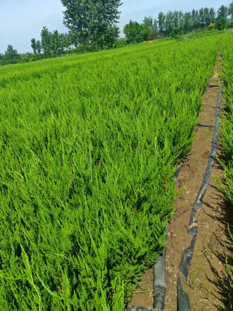 苗圃大量出售高40-50厘米龙柏