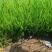 苗圃大量出售高40-50厘米龙柏
