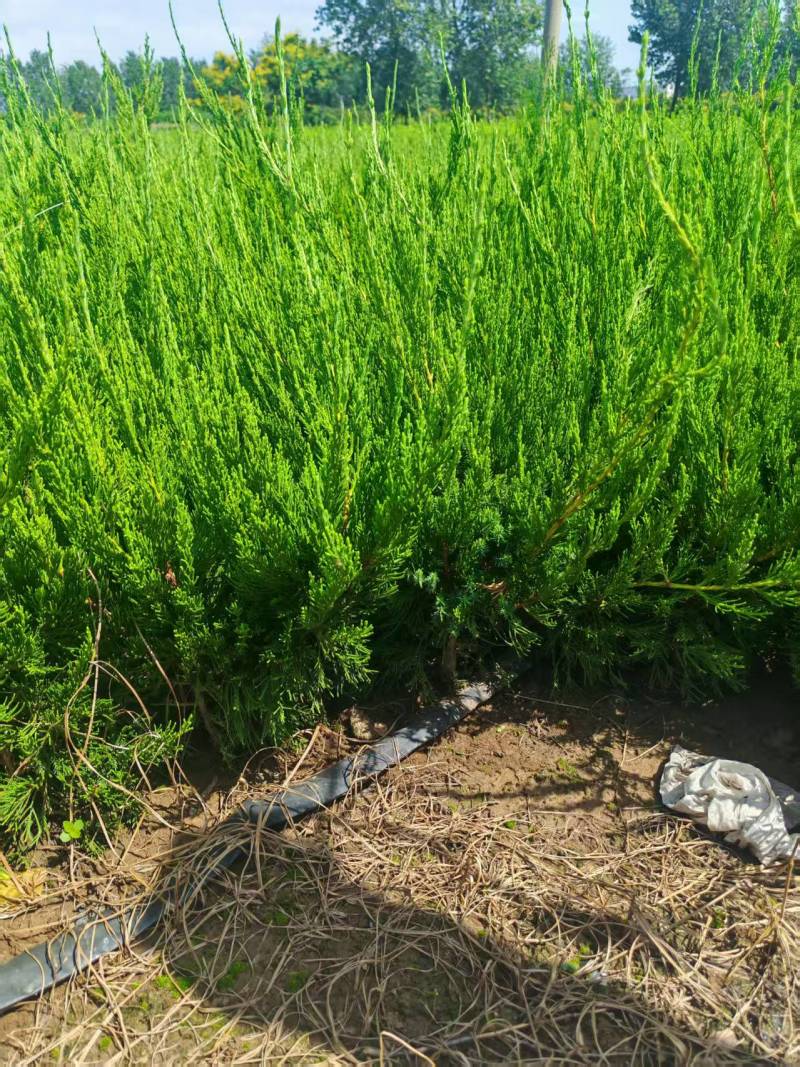苗圃大量出售高40-50厘米龙柏