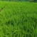 苗圃大量出售高40-50厘米龙柏
