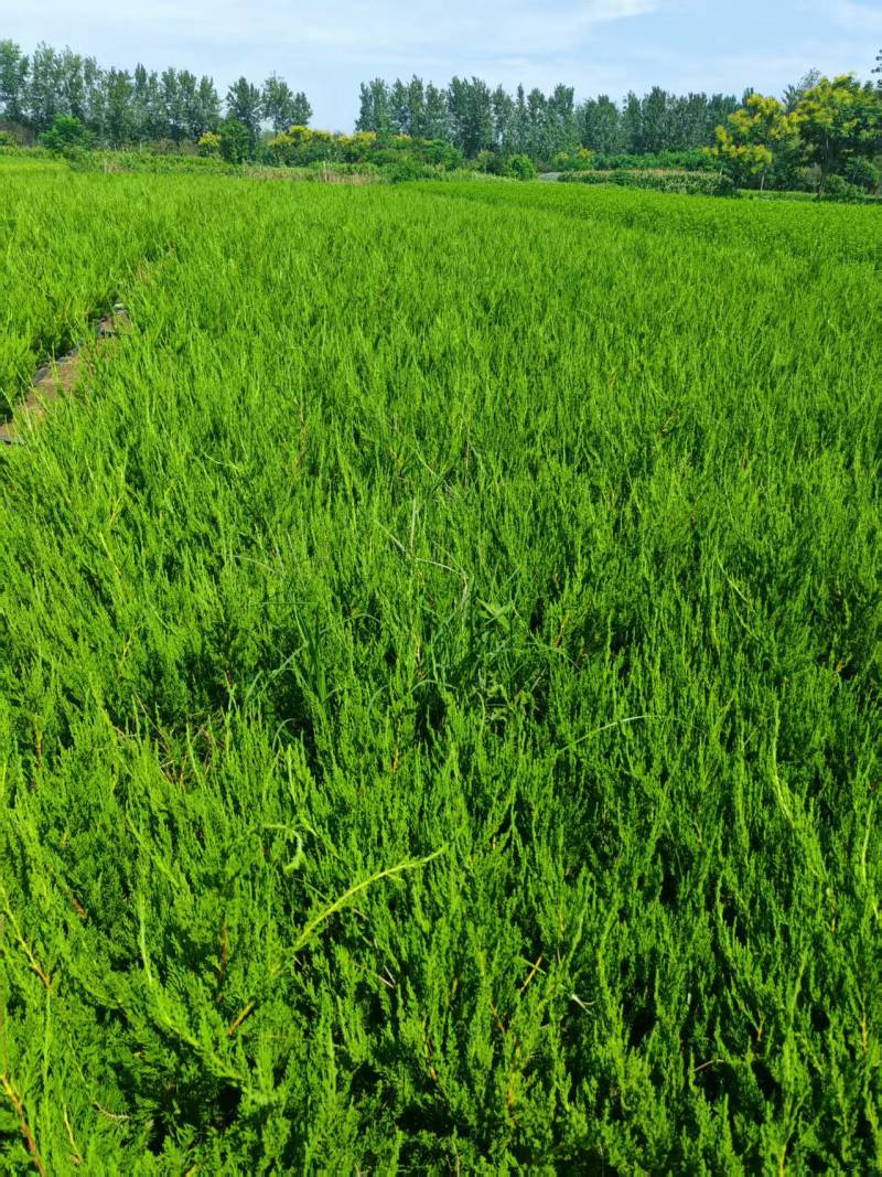 苗圃大量出售高40-50厘米龙柏