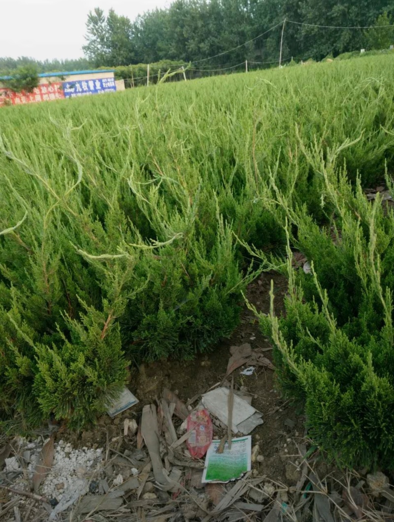 苗圃大量出售高40-50厘米龙柏