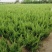 苗圃大量出售高40-50厘米龙柏