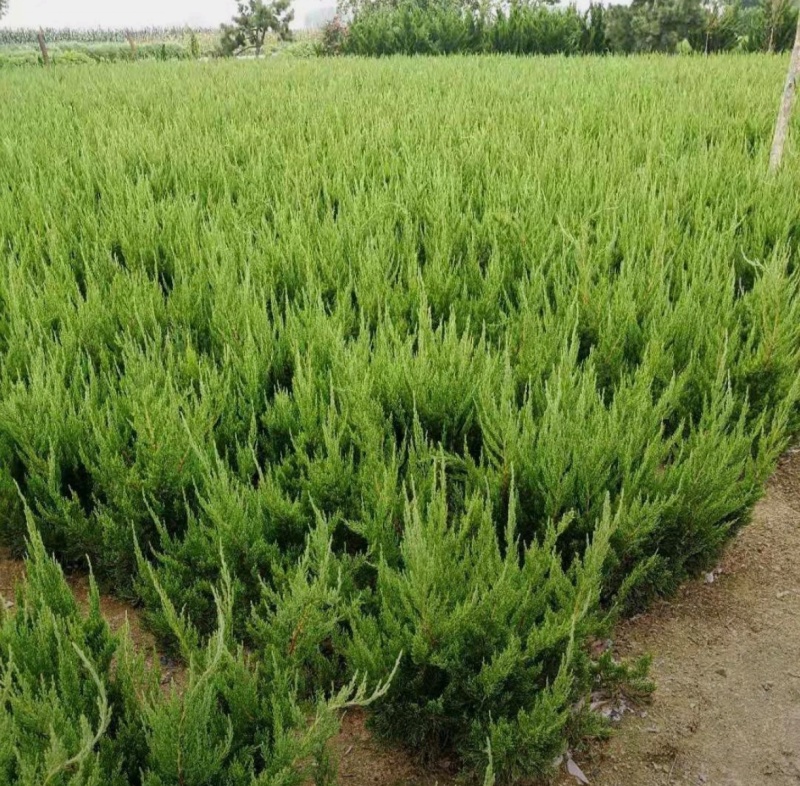 苗圃大量出售高40-50厘米龙柏