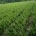 苗圃大量出售高40-50厘米龙柏