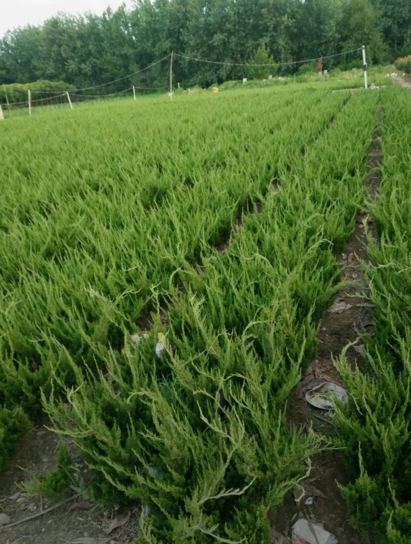 苗圃大量出售高40-50厘米龙柏