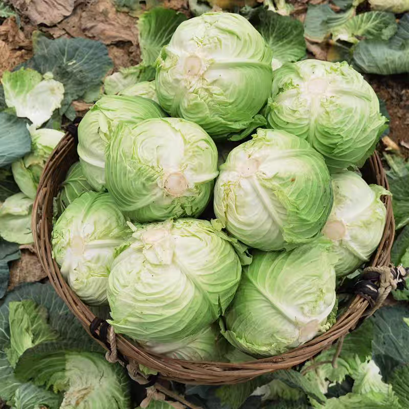 牛商推荐《甘蓝》圆包菜/中甘甘蓝/品种齐全/欢迎来电合作