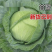 牛商推荐《甘蓝》圆包菜/中甘甘蓝/品种齐全/欢迎来电合作