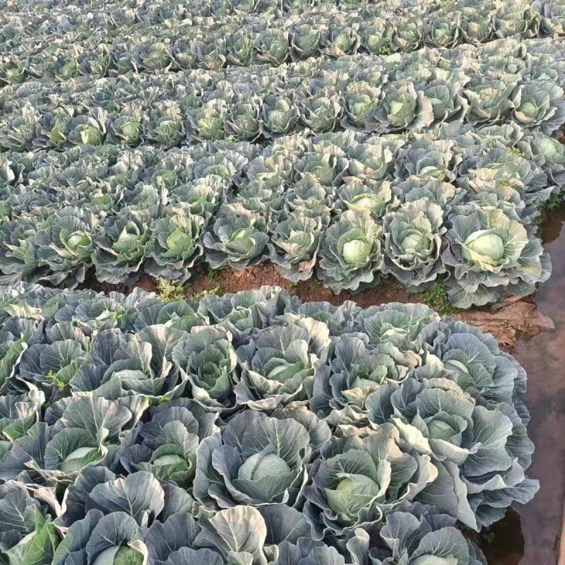 牛商推荐《甘蓝》圆包菜/中甘甘蓝/品种齐全/欢迎来电合作
